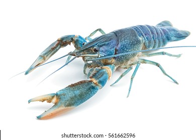 Blue Crayfish,Fresh Water Lobster On White Background