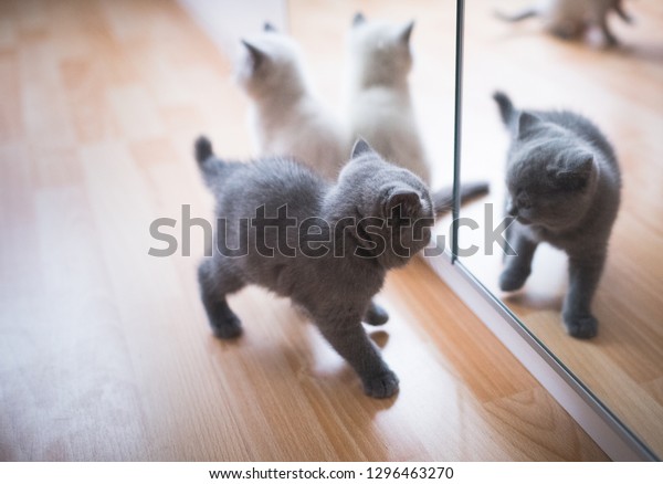 Blue Cream Colored British Shorthair Kittens Stock Photo Edit Now