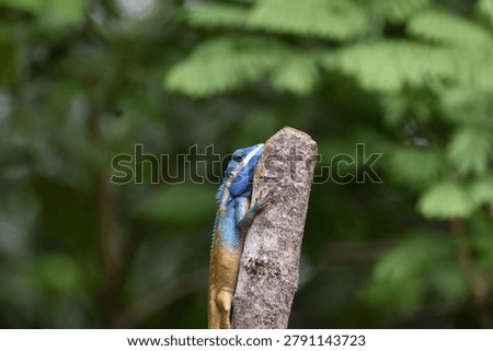 The 