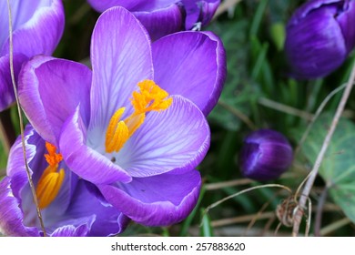 Blue Crocus