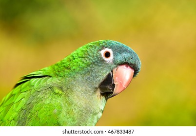 Blue Crown Conure Parrot. Parakeet. 