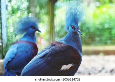 Blue Crowned Victoria Bird With Mohawk Feather 