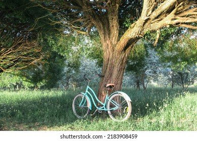 A Blue Cruiser Bicycle Stands Under A Tree