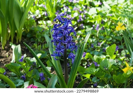 A blue cultivar hyacinthus orientalis with more robust, denser flower spike. Hyacinthusˌ is a small genus of bulbous, spring blooming perennials fragrant flowering plants, commonly called hyacinths.