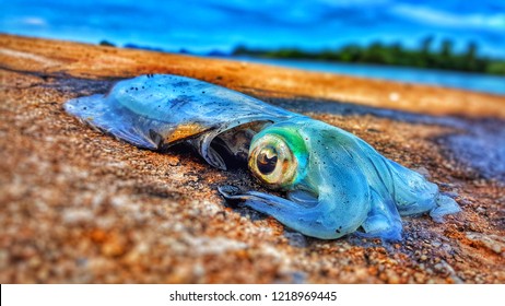 Blue Cuttlefish Lying On Brown Beach Stock Photo (Edit Now) 1218969445