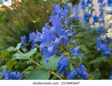 Blue Cyanosis In The Garden