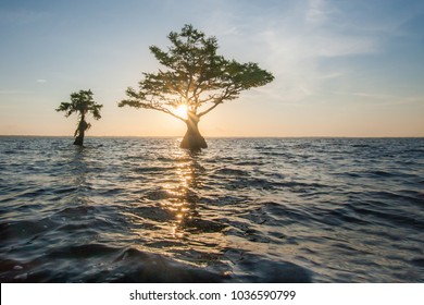 Blue Cypress Lake, Florida Sunrise