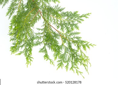 Blue Cypress Pine's Leave