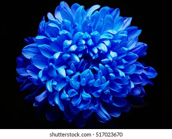 Blue Dahlia