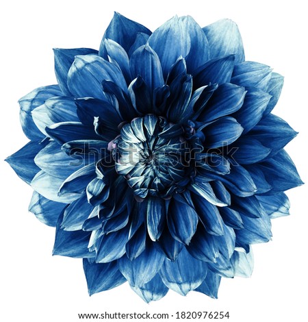 blue dahlia. Flower on a white isolated background with clipping path.  For design.  Closeup.  Nature.