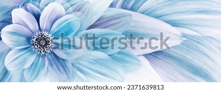 Blue  dahlia  flower  and petals.    Floral background.  Close-up. Nature.