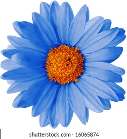 Blue Daisy Images Stock Photos Vectors Shutterstock