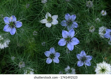 Nigelle Images Stock Photos Vectors Shutterstock