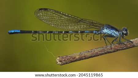 Blue Damsel Fly Macro Resting on Branch