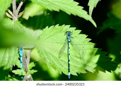 Blue damselflies resting on a Nettle leaf (Coenagrion pulchellum). - Powered by Shutterstock