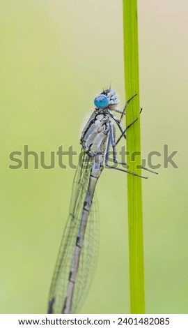 Blue Damselfly ( Enallagma cyathigerum ) perched on a stem