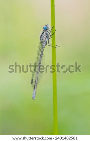 Blue Damselfly ( Enallagma cyathigerum ) perched on a stem