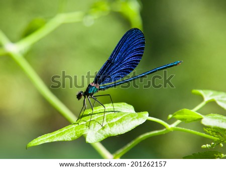 Blue Damselfly on green plant with green background. Albania.