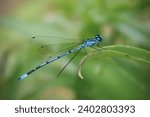 blue damselfly on a leaf with green background