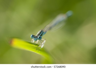 Blue damselfly perched on a blade of grass - Shutterstock ID 57268090