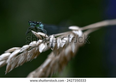 Blue damselfly resting on a grass seed head.