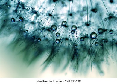 Blue Dandelion With Droplets