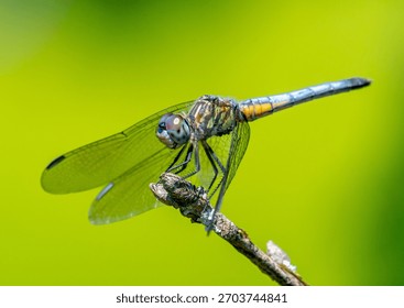 Blue Dasher dragonfly perched in a Driftless Area natural setting near Boscobel, Wisconsin.