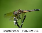 A Blue Dasher dragonfly perched on a berry on a bush.