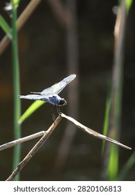 A blue dasher is perching on the withered grass by the water