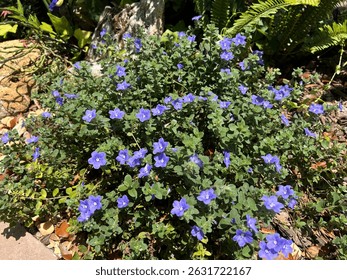 Blue Daze or Evolvulus in landscaping
