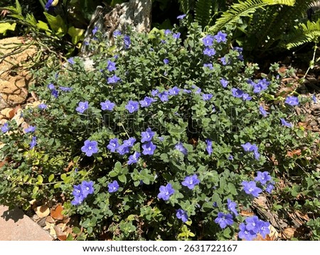 Blue Daze or Evolvulus in landscaping
