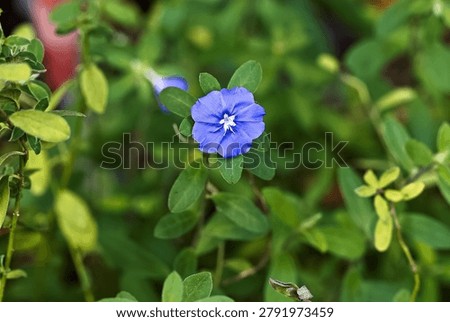 The Blue Daze features refreshing, light blue flowers as its defining characteristic.