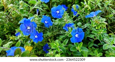 Blue Daze Flower with scientific name as Evolvulus Alsinoides. This flower will emit a fragrant arome when burned