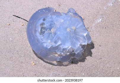 Dead Jellyfish High Res Stock Images Shutterstock