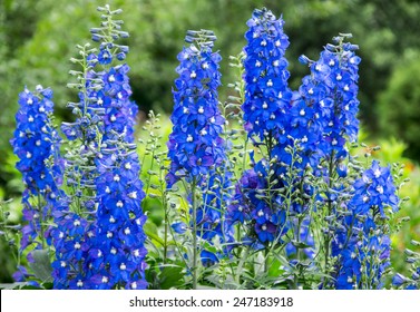 Blue Delphinium