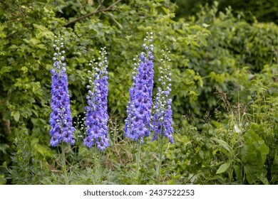 Blue delphinium flower as nice natural background
