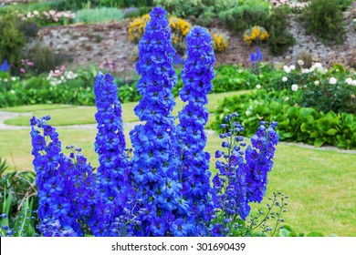 Blue Delphinium Flowers