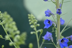 Blue Delphinium Flowers On A Green Background, Delphinium Branches In The Garden Lit By Bright Sunlight, Garden Flowers, Sunny Garden After Rain, Garden Flowers Lit By Sun After Rain