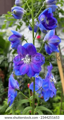 blue delphinium flowers  The towering spires of flowers in a rich royal blue, cheerful bright blue, or soft sky blue are a rare (and much anticipated) seasonal treat in cottage and border gardens