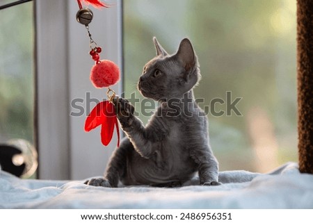 Sweet Devon Rex Cat Funny Curious Young White Devon Rex Kitten In Grass. Short-haired Cat Of English Breed. Very Small Lovely Pets Lovely Cats