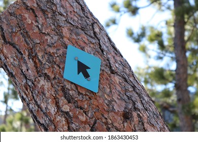 Blue Diamond With Black Arrow On Tree Branch, Trail Guide