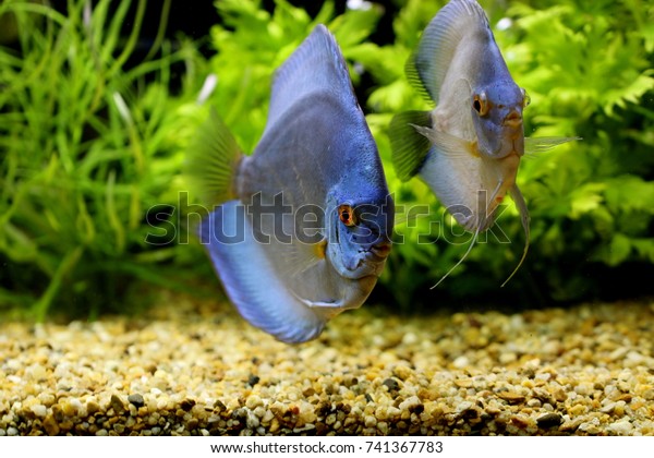 Blue Discus Pompadour Fish Swimming Fish Stock Photo Edit Now