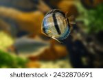 Blue Discus (Symphysodon aequifasciatus) - Freshwater Fish