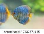 Blue Discus (Symphysodon aequifasciatus) - Freshwater Fish