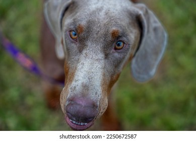 what is a fawn doberman