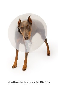 A Blue Doberman Pinscher Dog Wearing A Cone Due To An Injury. Isolated On White