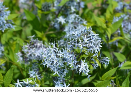Blue dogbane flowers - Latin name - Amsonia tabernaemontana