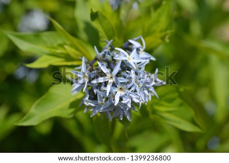 Blue dogbane - Latin name - Amsonia tabernaemontana