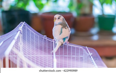 Blue Domestic Budgie Sits On Roof Of The Cage