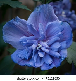 Blue Double Hibiscus Flower